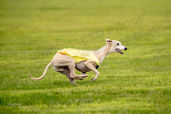 Prelims Fch-Vet 1, Buttercup Wilson-0359