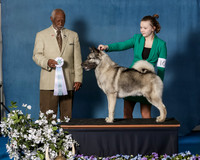 Elkhound 2020-1186