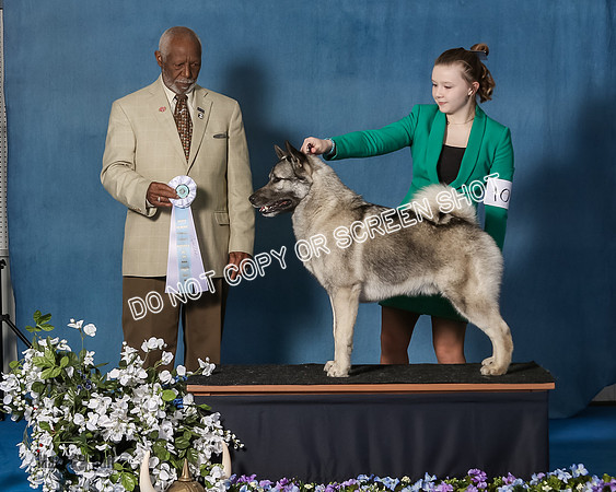 Elkhound 2020-1186