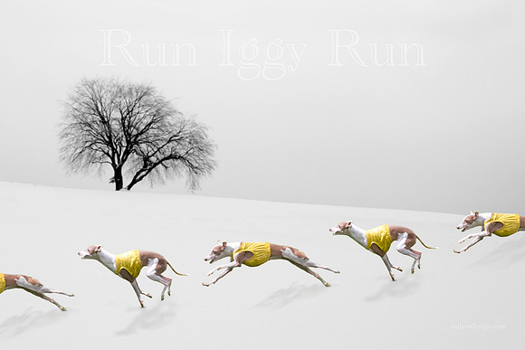 Art Winter Run Whippet