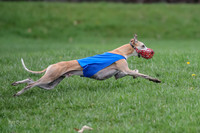 Finals Whippet Open-4686