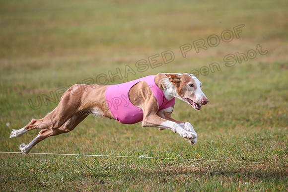 1 Prelims Vet 1 Seren izzy-0849