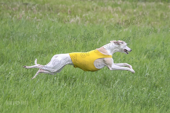 1 Prelims Fch 1 Flaare Cooper Buttercup-8262