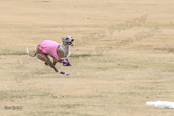 1Prelim Open 4 Kashi Rigel-3088
