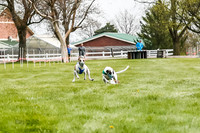 WRA, Prg 2, Race 1, Puppy, Gnochhi Sprig-8543