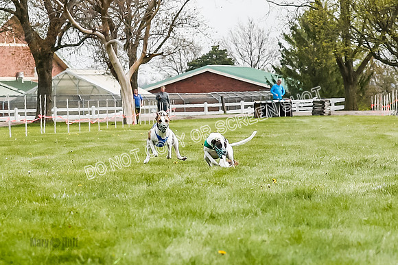 WRA, Prg 2, Race 1, Puppy, Gnochhi Sprig-8543
