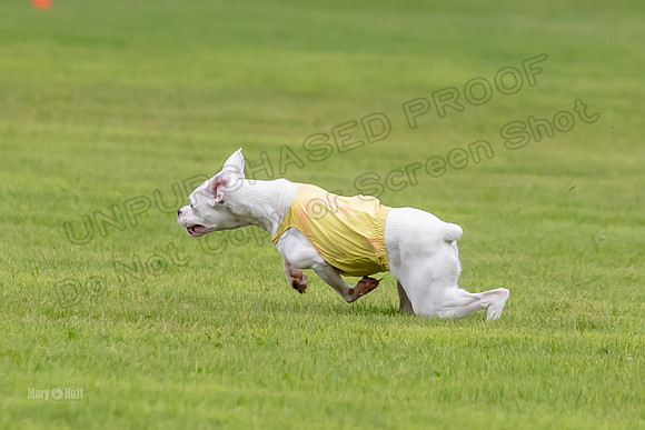 Prelims Nilla-0888