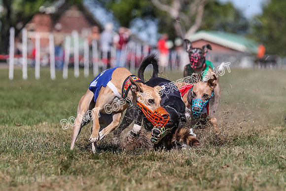 Prg 4, Race 5, Rasta Cammie Warrior Grim Buckwheat-0215