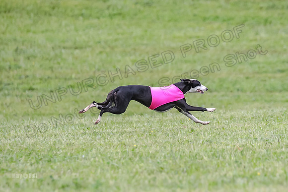 Prelim Open F4, Cosmo Damsel Archer-9370
