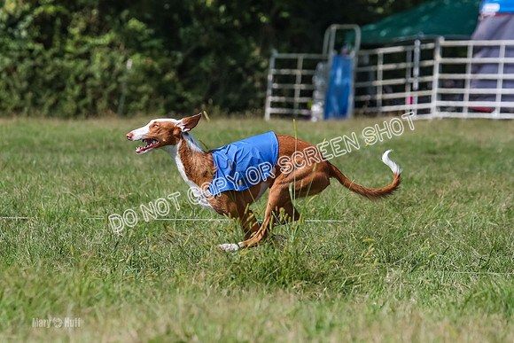 Open Prelim B1, Libby, Rogue, Penny-7757
