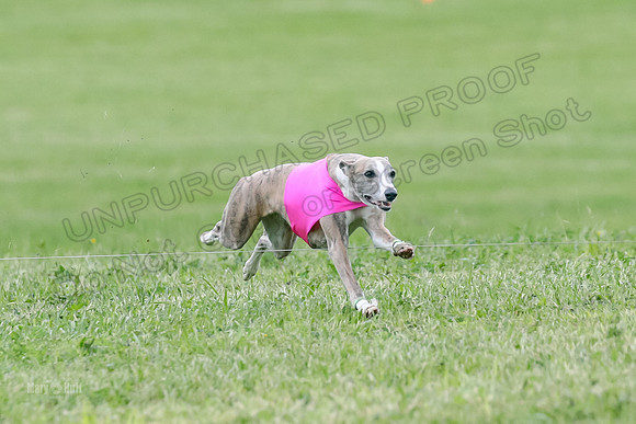 Finals Specials A4, Chiffon Sassy Booster-1839