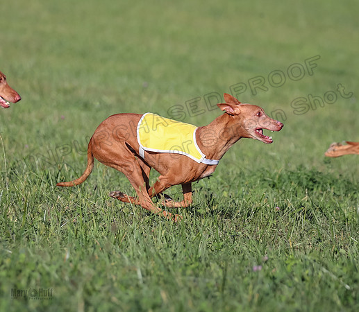 1 Prelims Vet 1 Precious Cayper Copper-4315