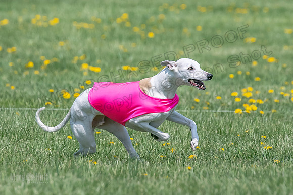 1Prelims Veterans 5 Rosie Smudge Smokey-1791