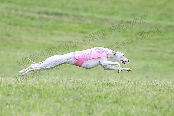 Prelim Open E3, Siren Martini Bee-9108