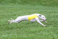 Finals Whippet Specials-4728