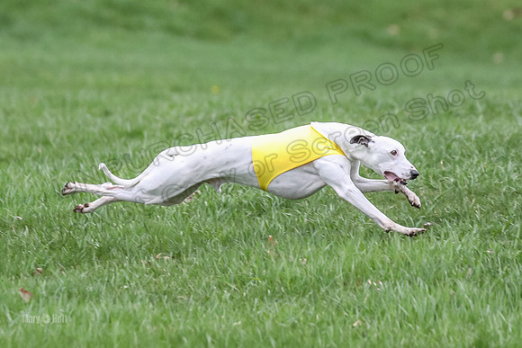 Finals Whippet Specials-4728