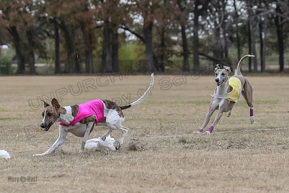 Finals Open 4 Rigel Trixie-4133