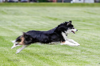Cat Test 1-0257