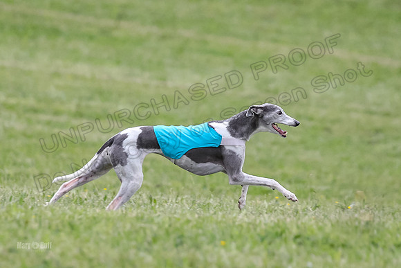 Prelim Veterans 5, Fleet Herman Blue-0225