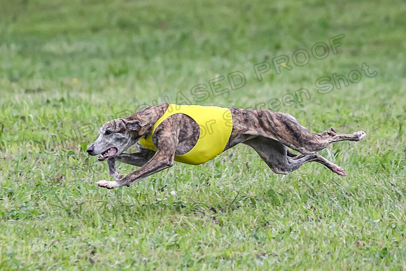 Prelim Open E3, Siren Martini Bee-9089