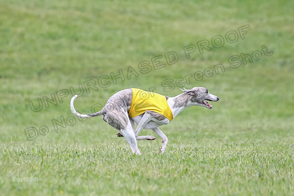 Prelim Open F4, Cosmo Damsel Archer-9366