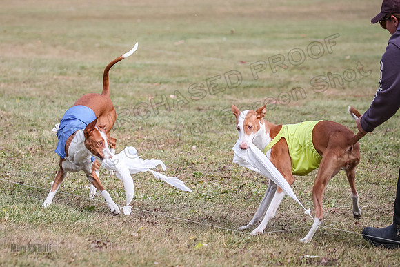 Finals Fch 1 Beastie Jadis Ginny-7922