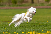 Silken Windhounds