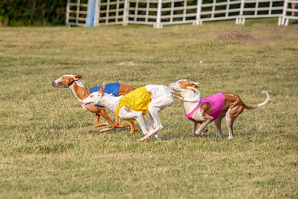 1prelims Fch 1prelim 1 Willow Fable Penny-3475
