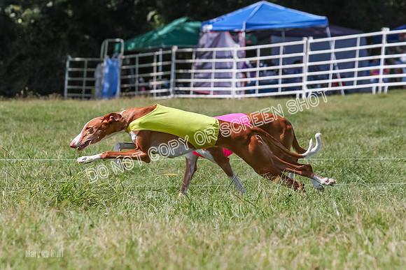 Prelim, Veteran 2, Dawn, Diva-8896