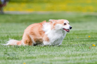Cat Test 1-0055