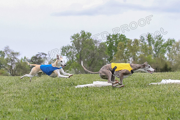 Finals Open D2, Zanzibar CaraCara Rosette-0858