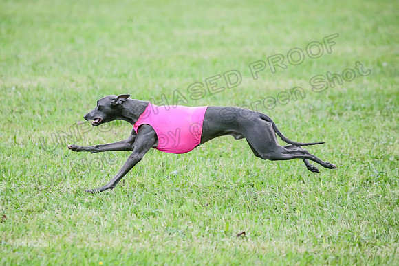 Prelim Open C2, Sparky Strummer Squiggle-8633