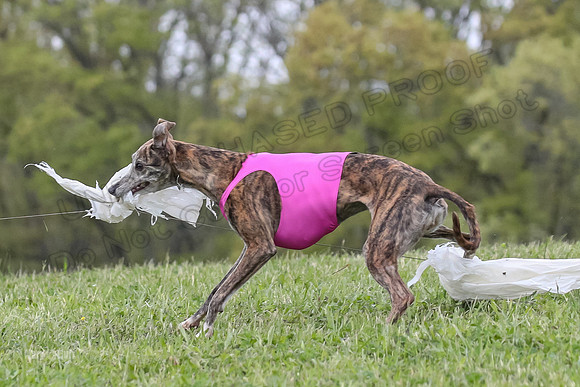 Finals Open E4, Sunshine Siren Shadow-1162