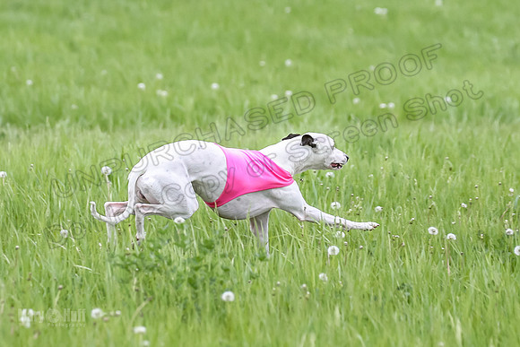 Finals Fch Flare Huxley Buttercup-8888