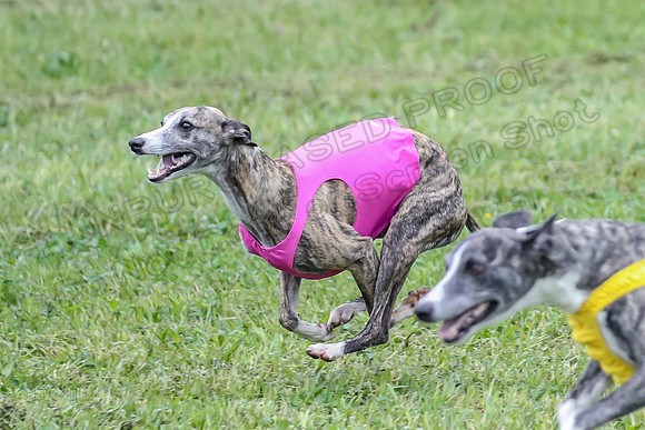 Prelim Fch 1,  Prim Shelby Ember-5168