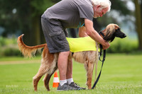 Finals Afghan Hound-1441