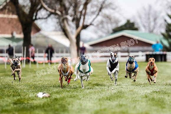 WRA, Prg 2, Race 12, Bookie Joplin Rogue Chase Jigsaw Rum-9055