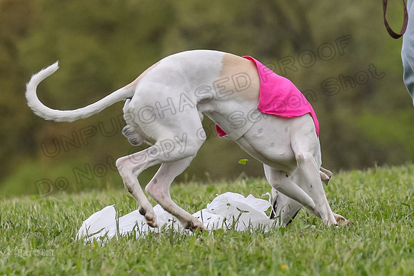 Finals Open D5, Misty Cheese Turbo-0985