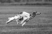 Prelim Open Silken-0392-2