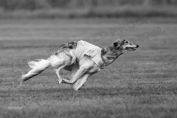 Prelim Open Silken-0392-2