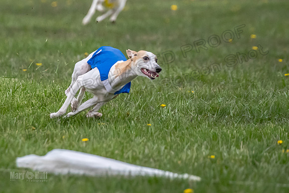 1 Prelim Open B1 Pearl Riptide Flower-6313