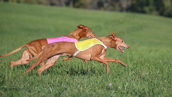 1 Prelims Vet 1 Precious Cayper Copper-4324