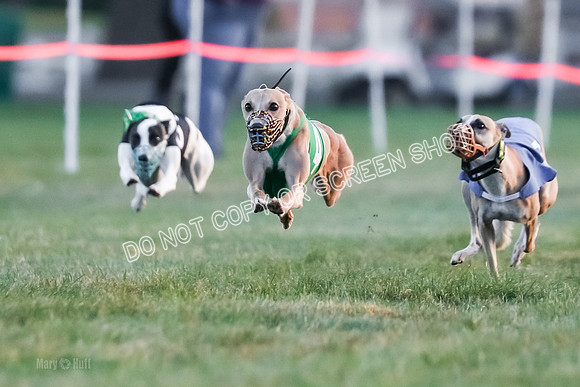 Prg 1, Race 5, Dandylion Cala Micky Sprig Arrow-9021