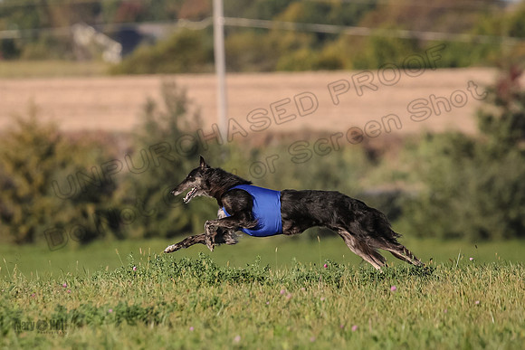 1 Prelims Vet 1 Yaro Chase Zip-3092
