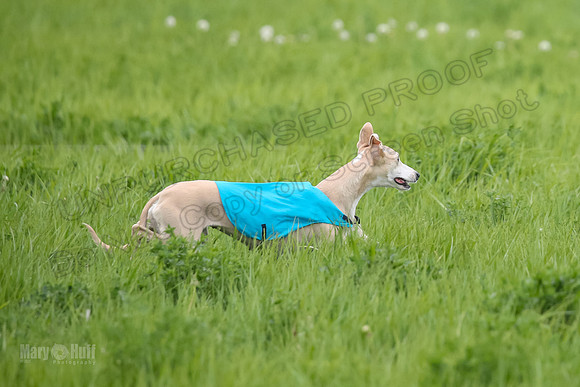 1 Prelims Fch 1 Flaare Cooper Buttercup-8254