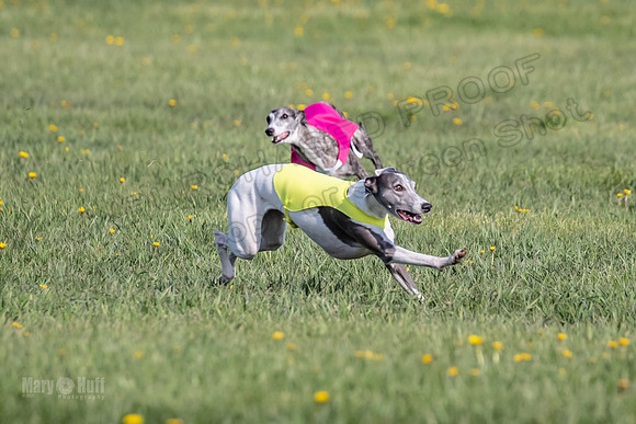 1Prelims Open D1 Misty Juni Wild-0529