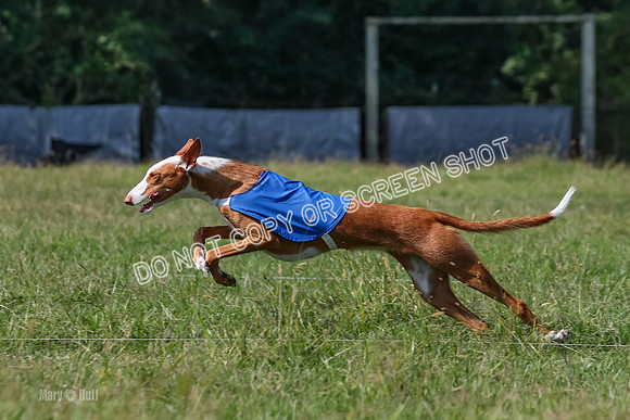 Open Prelim B1, Libby, Rogue, Penny-7763