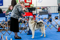 Veteran Dogs