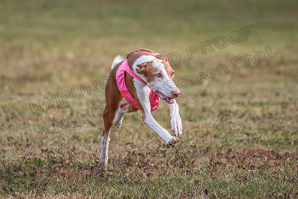 1 Prelims Fch 2 Jadis Beastie Ginny-0793