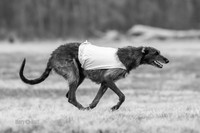 Scottish Deerhound Black&White